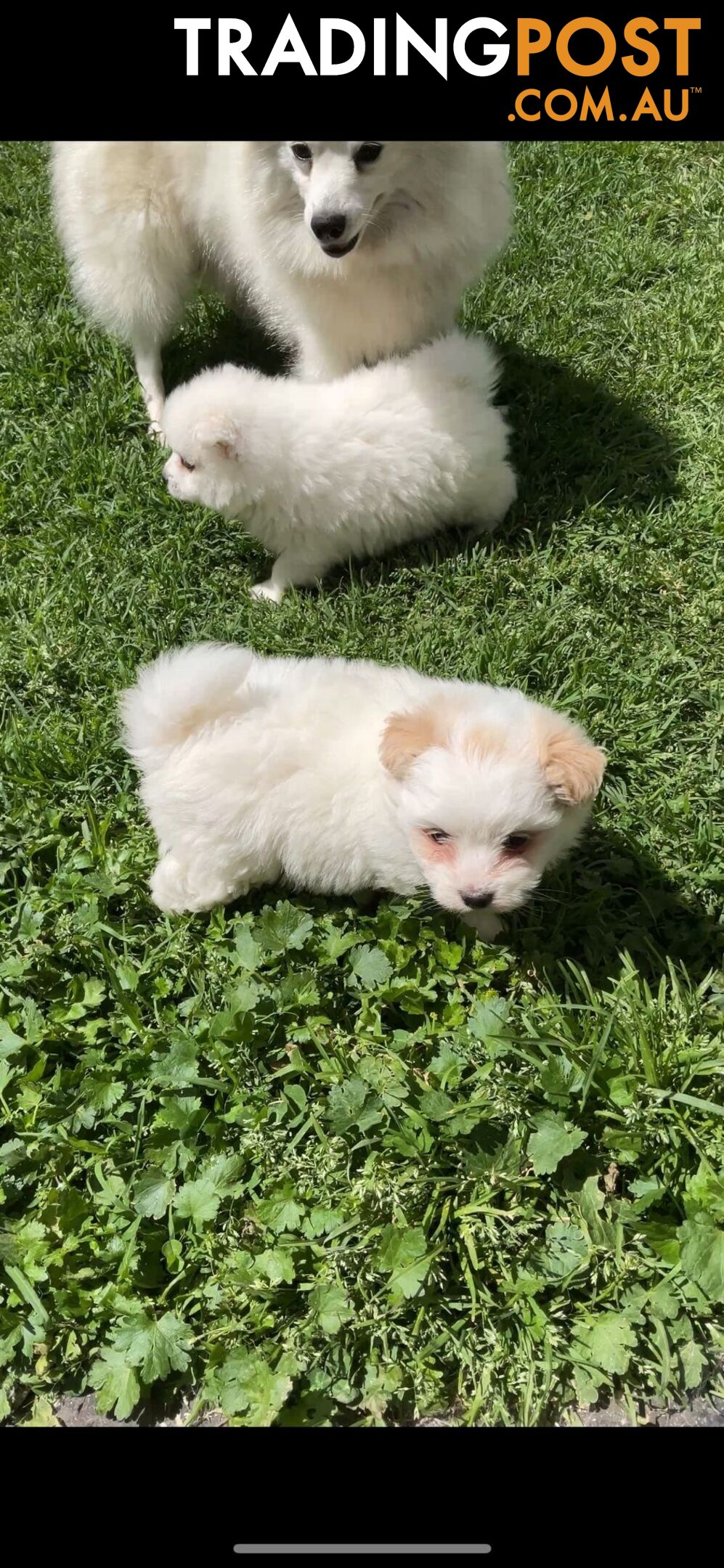 Adorable Japanese Spitz x Toy Poodle Puppies – Ready for Their Forever Homes!