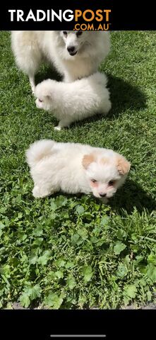 Adorable Japanese Spitz x Toy Poodle Puppies – Ready for Their Forever Homes!