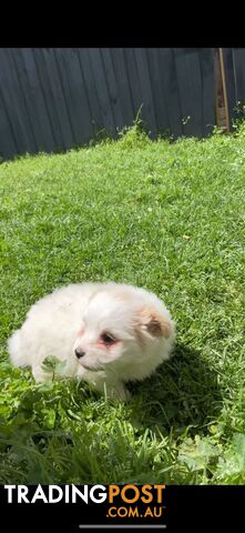 Adorable Japanese Spitz x Toy Poodle Puppies – Ready for Their Forever Homes!