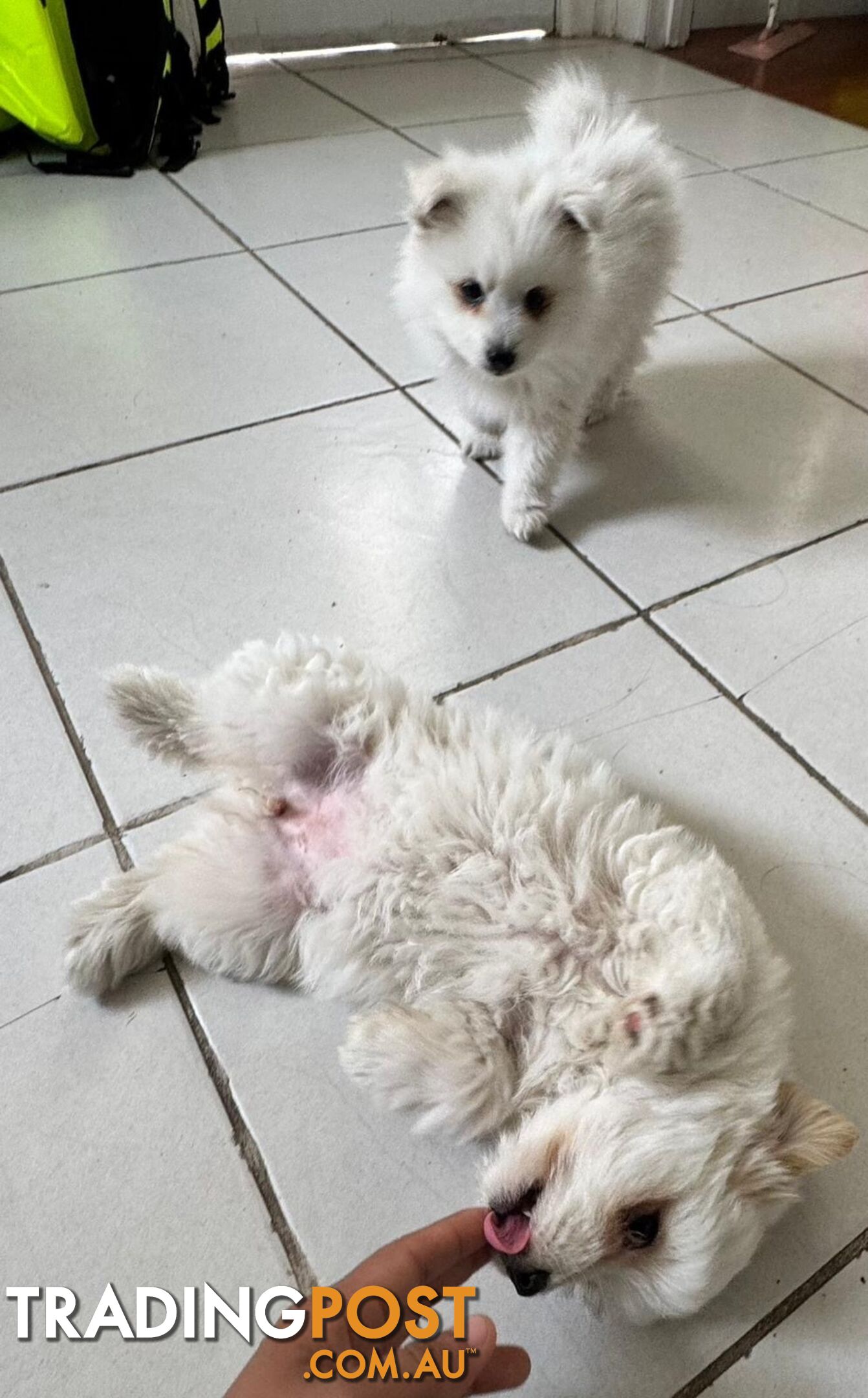 Adorable Japanese Spitz x Toy Poodle Puppies – Ready for Their Forever Homes!