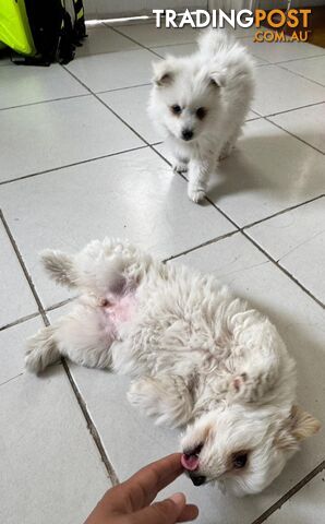 Adorable Japanese Spitz x Toy Poodle Puppies – Ready for Their Forever Homes!