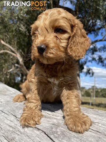 Miniature Spoodle Puppies