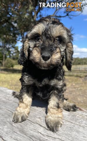 Miniature Spoodle Puppies