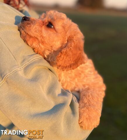 Cavoodle Puppies