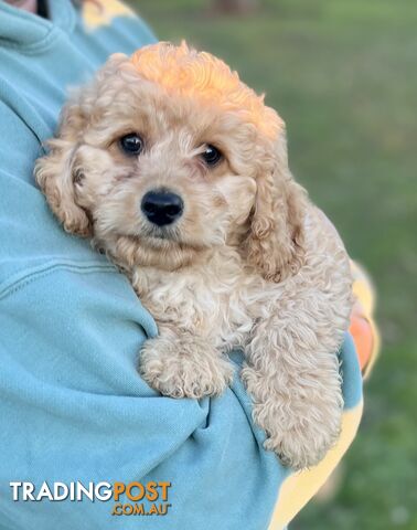 Cavoodle Puppies