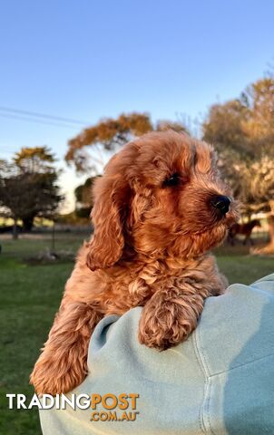 Cavoodle Puppies