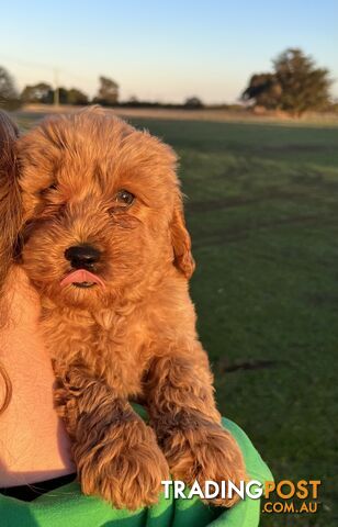 Cavoodle Puppies