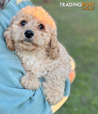 Cavoodle Puppies