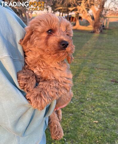 Cavoodle Puppies