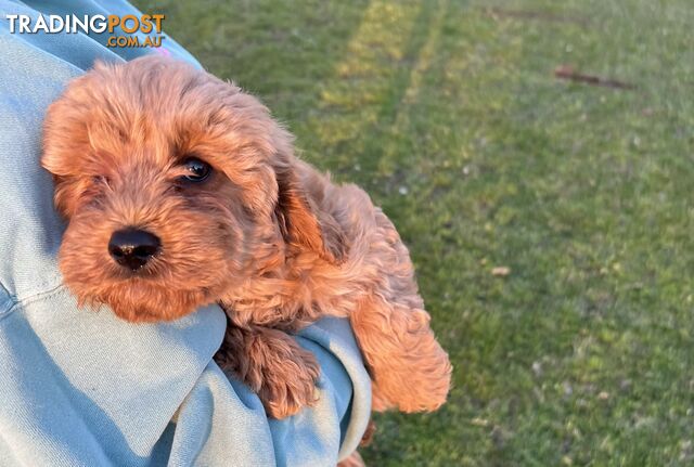 Cavoodle Puppies