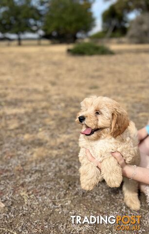 Cavoodle puppies for store sale trading post