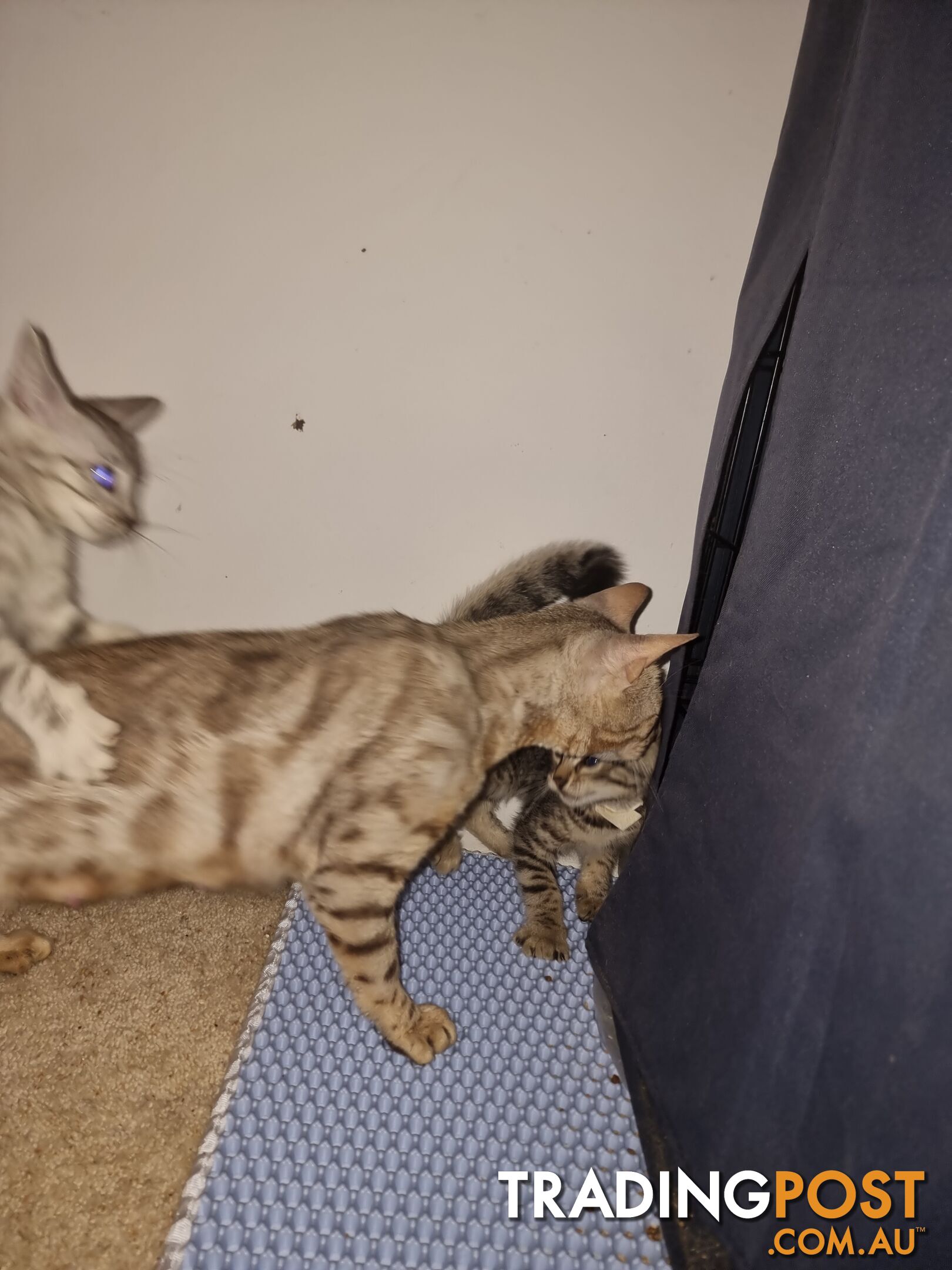 Bengal kittens for sale