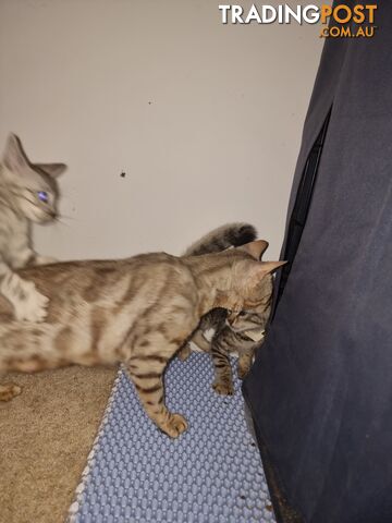 Bengal kittens for sale