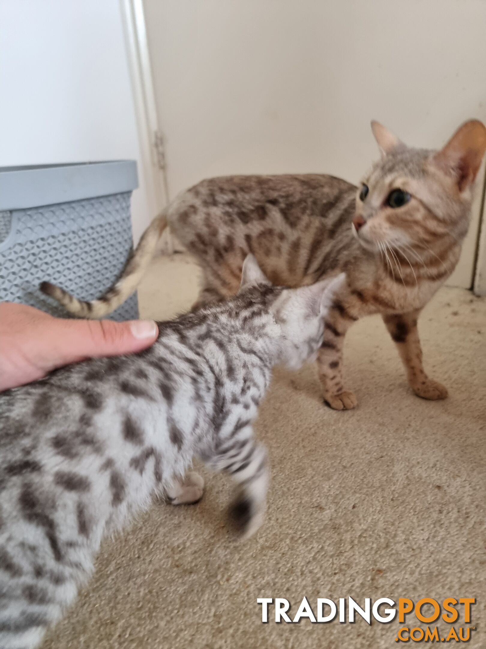 Bengal kittens for sale