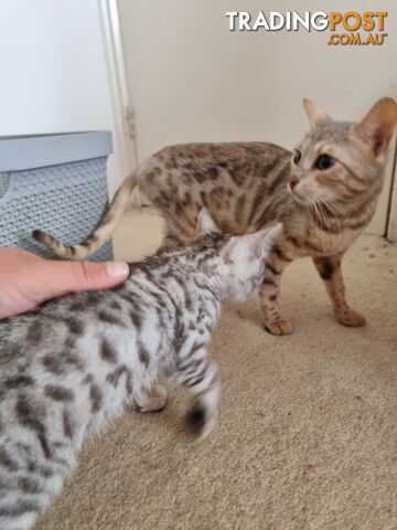 Bengal kittens for sale