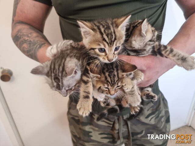 Bengal kittens for sale