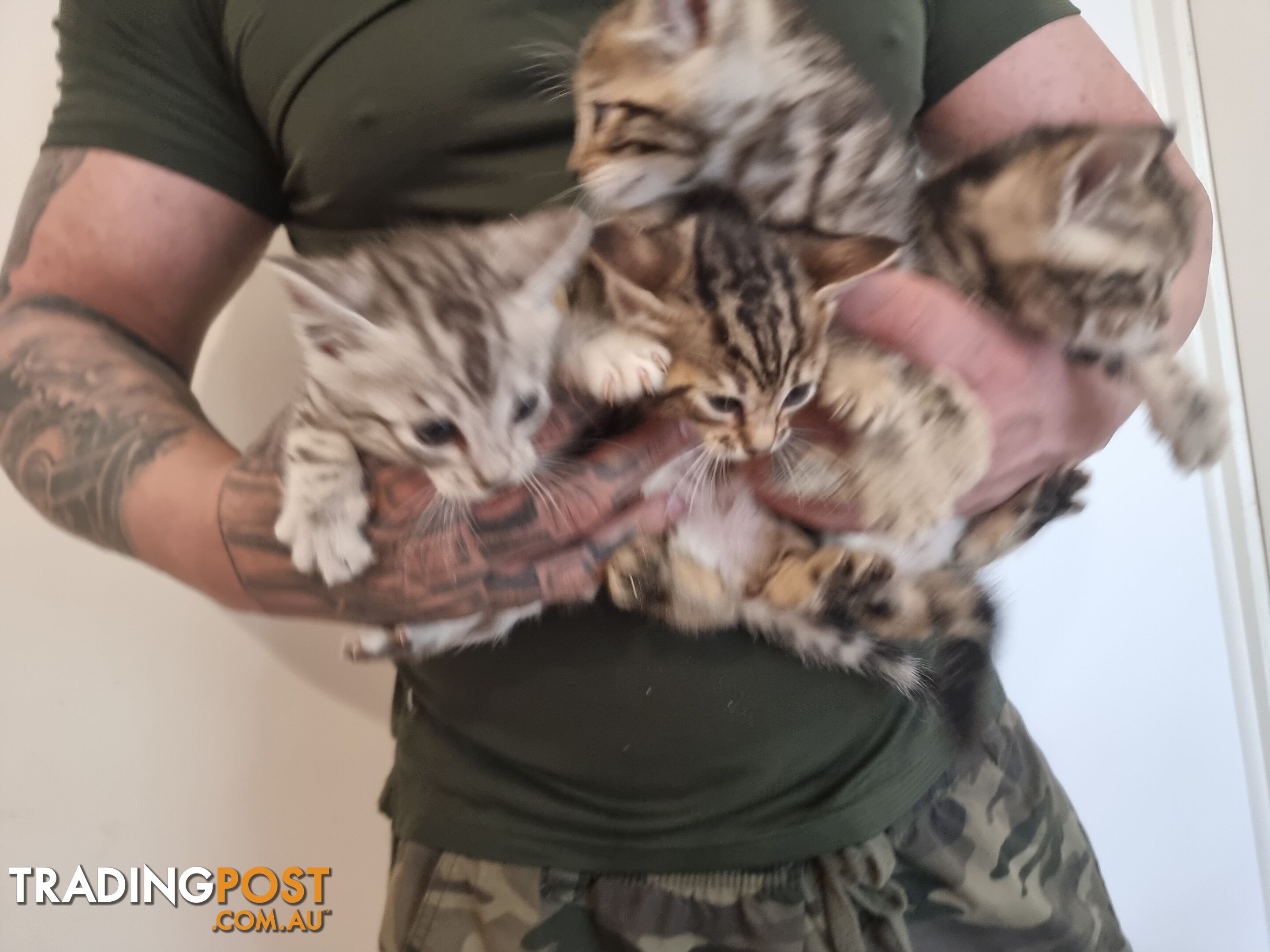 Bengal kittens for sale