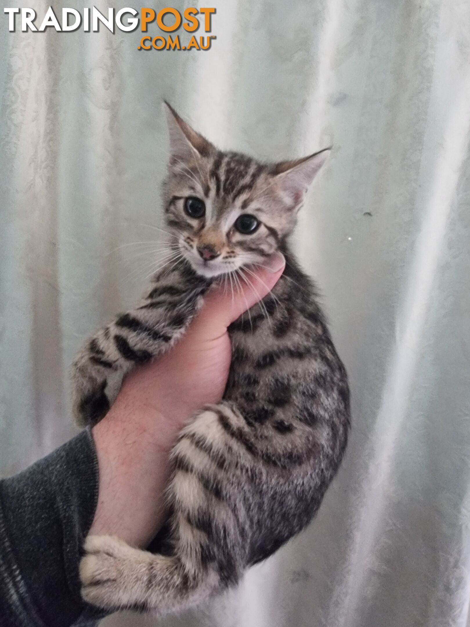 Bengal kittens for sale