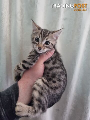 Bengal kittens for sale