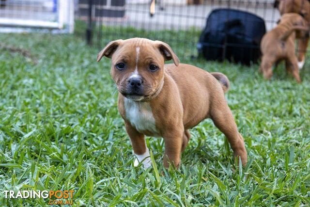 English Staffordshire Bull Terrier pup Champion lines