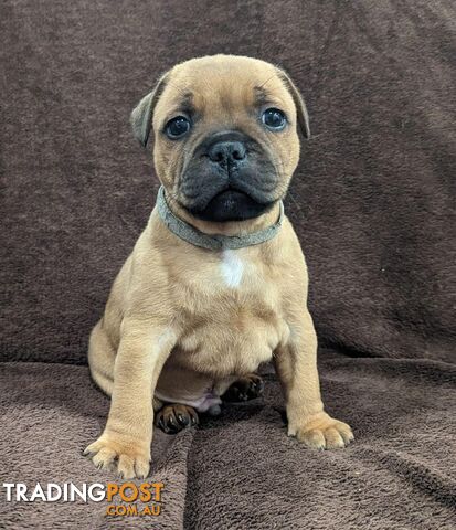 English Staffordshire Bull Terrier pups Champion lines