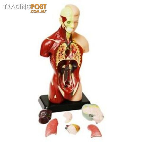 27 cm Human Anatomy Model - 8 Pieces