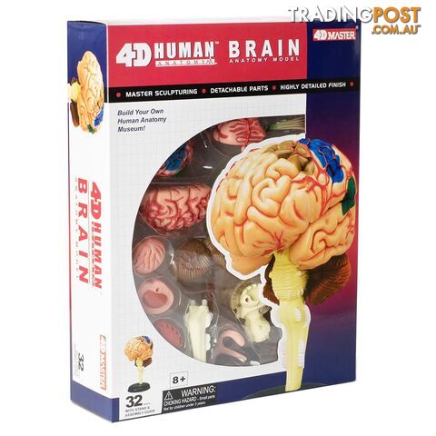 Human Brain Anatomy Model