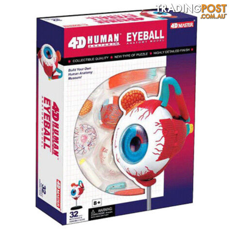 Eyeball Anatomy Model