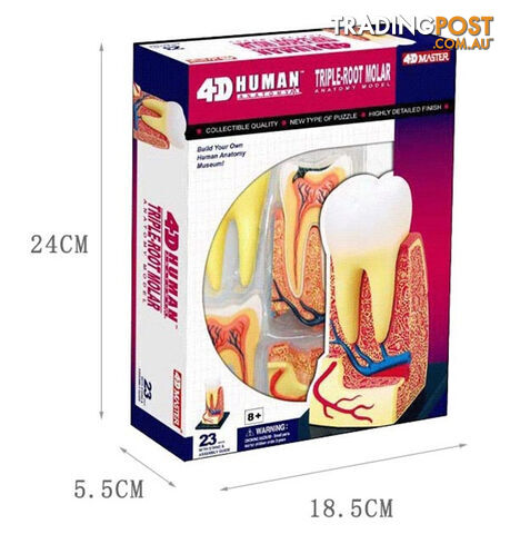 Triple root Molar Model