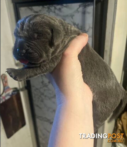 Pure Breed Neapolitan Mastiff Puppies For Sale