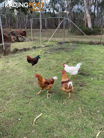Roosters for Sale x6