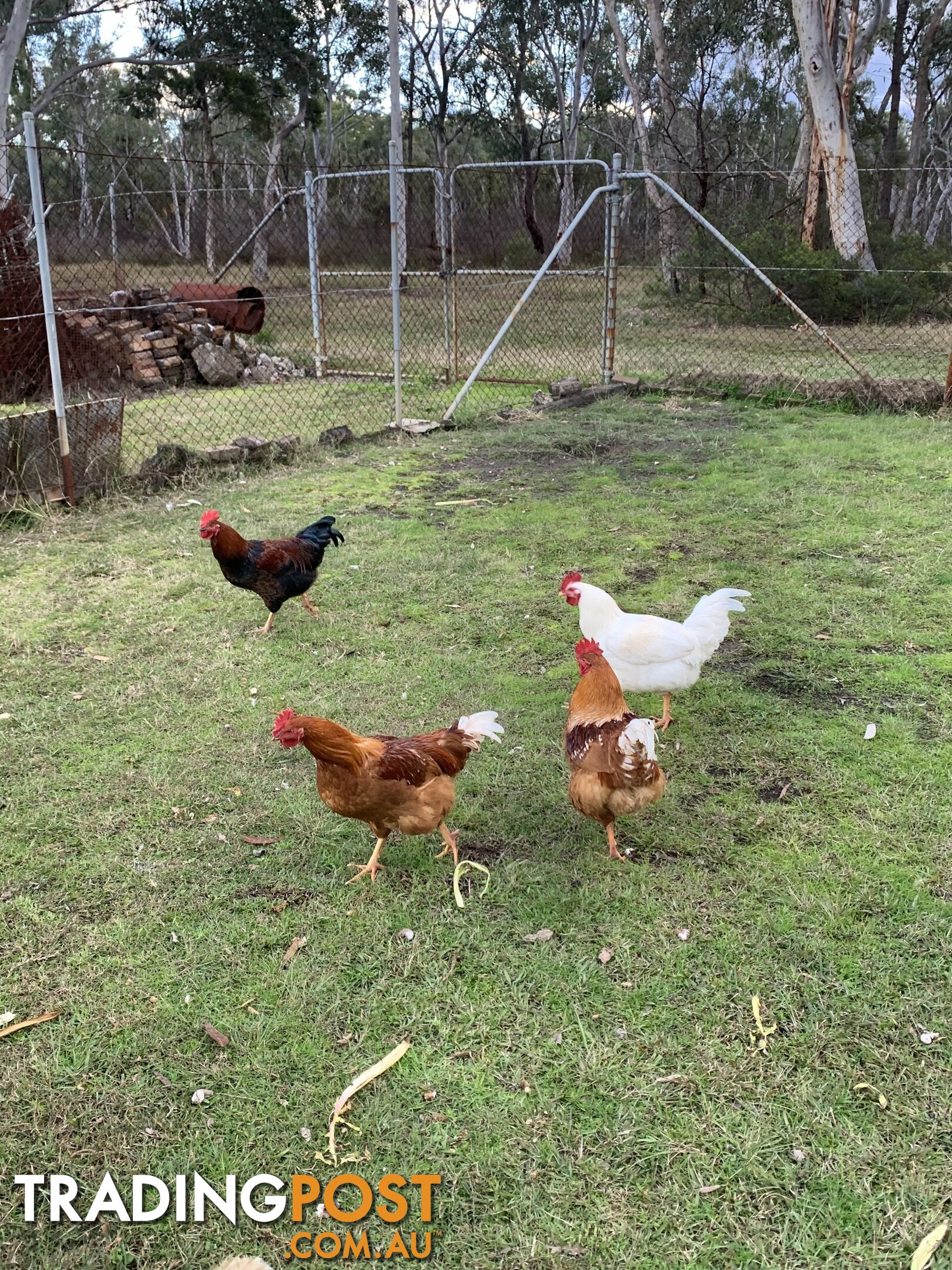 Roosters for Sale x6