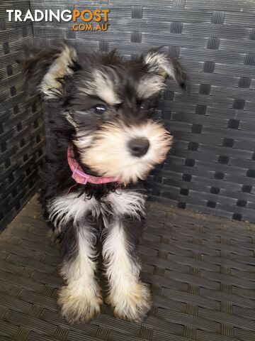 Miniature Schnauzer puppies