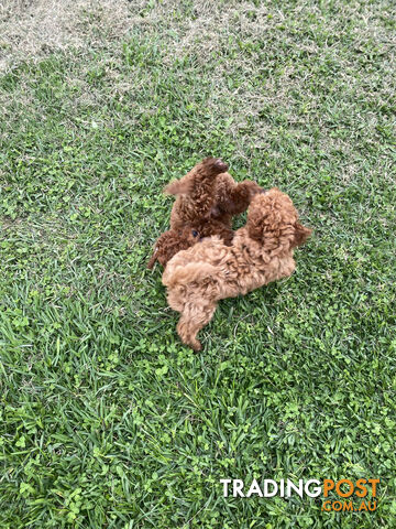 Rosie and Billy: Last Ruby  Toy Cavoodle Puppies