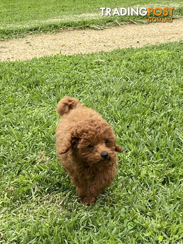 Rosie : Beautiful Ruby  Toy Cavoodle Puppy