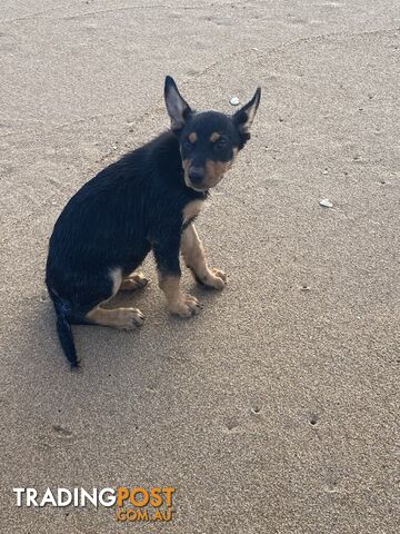 Purebred Australian Kelpie Puppies