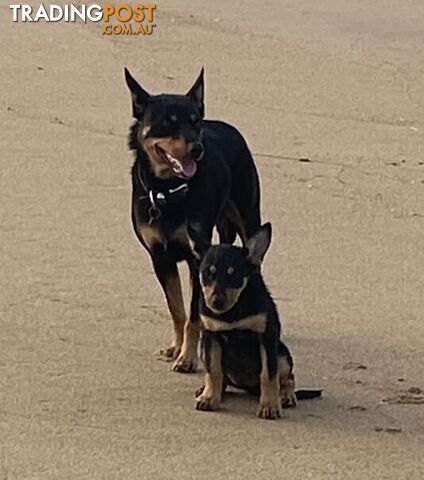 Purebred Australian Kelpie Puppies