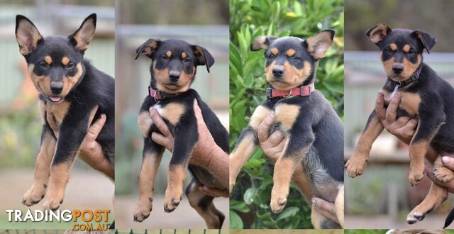 Purebred Australian Kelpie Puppies