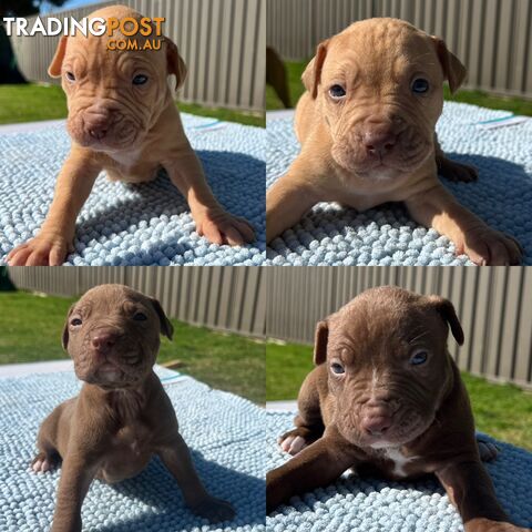 RED NOSE STAFFY PUPS READY TO GO