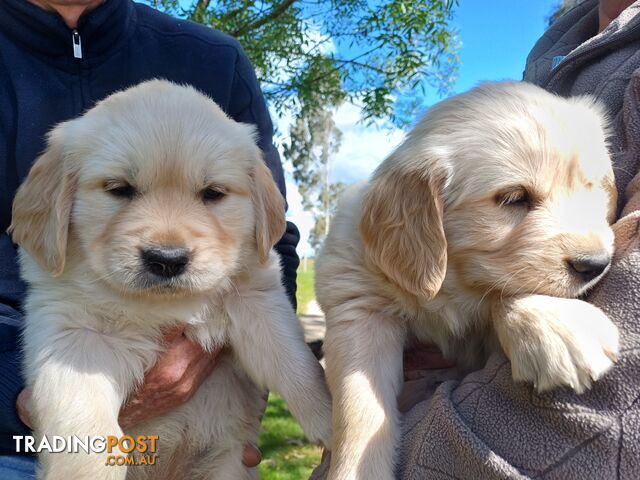 Gorgeous pure bred gold retrievers available now