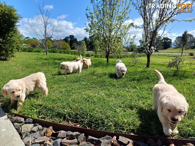 Gorgeous pure bred gold retrievers