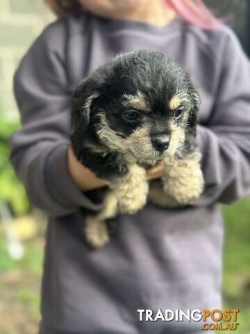 Chihuahua Pure breed 3 females &amp;amp; Toy poodle x chihuahua chipoo/ poochi 2x females, 1 male