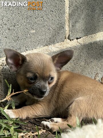 Chihuahua tiny Pure breed x1