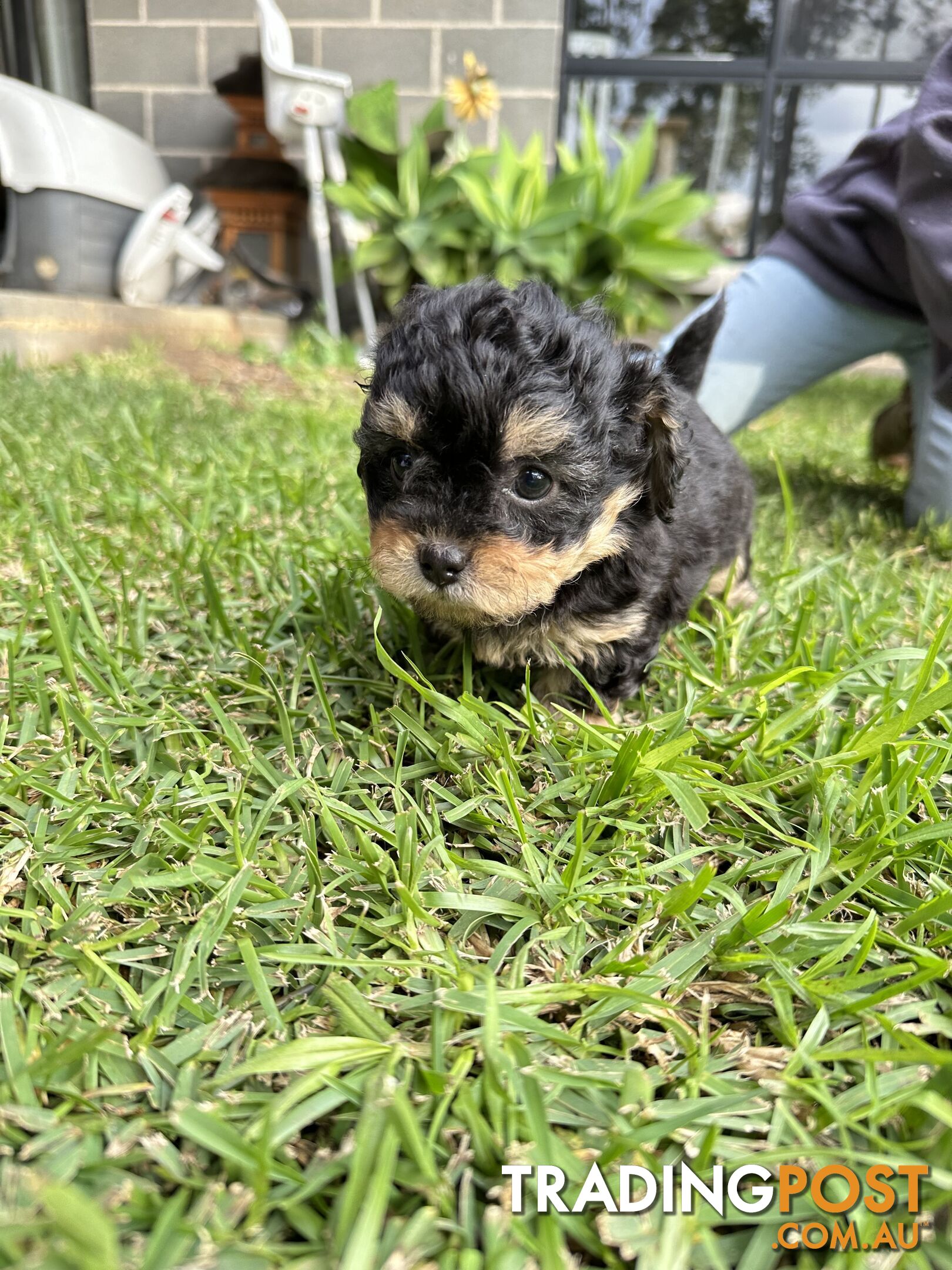 Chihuahua Pure breed 3 females &amp;amp; Toy poodle x chihuahua chipoo/ poochi 2x females, 1 male