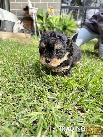 Chihuahua Pure breed x1 ; Toy poodle x chihuahua chipoo/ poochi 2x females, 1 male