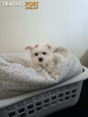 PUREBRED MALTESES PUPPIES