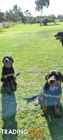 rottweiler 2x females