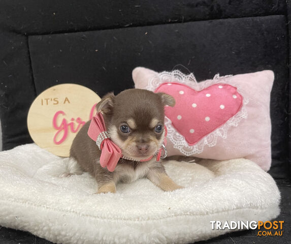 Purebred Chihuahua Pups