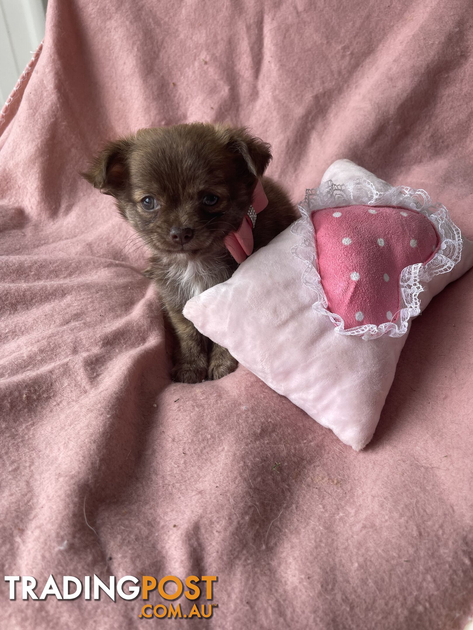 Purebred Chihuahua Pups