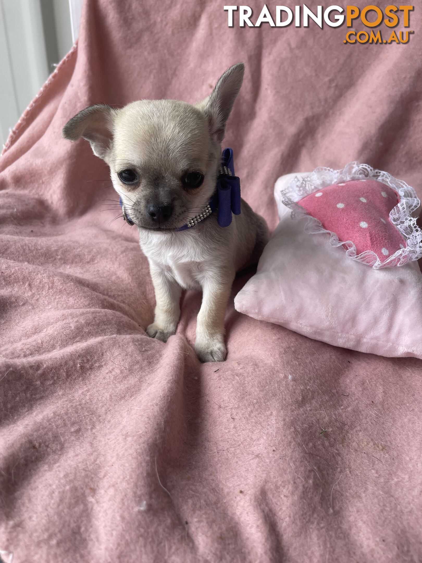 Purebred Chihuahua Pups